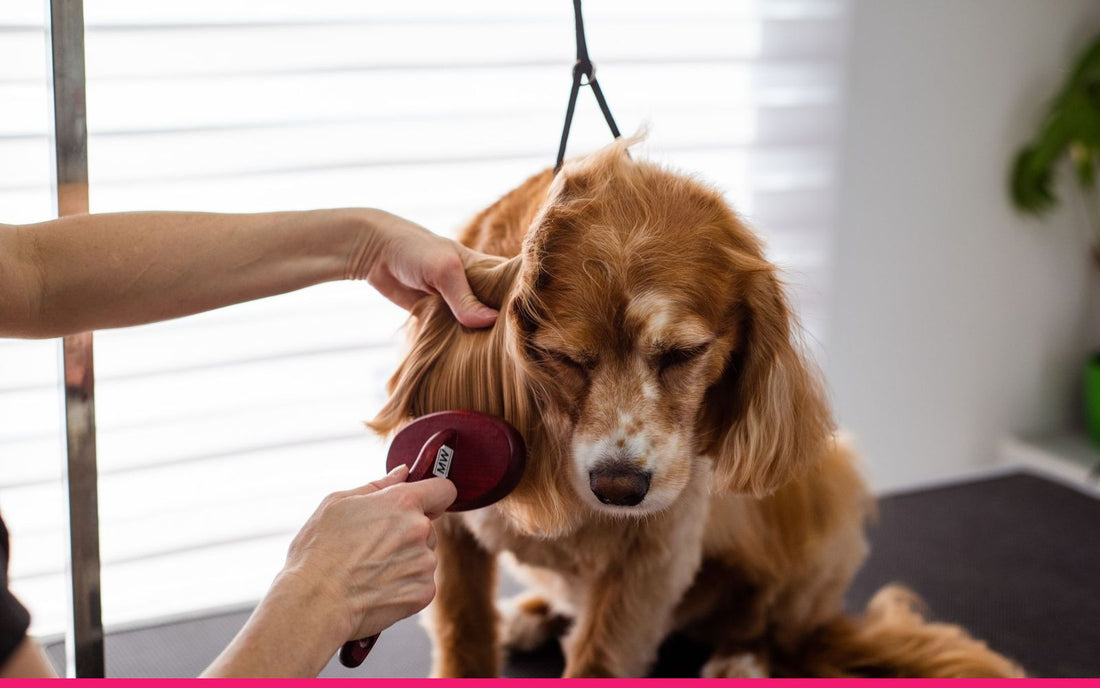How Dog Groomers Can Get More Google Reviews