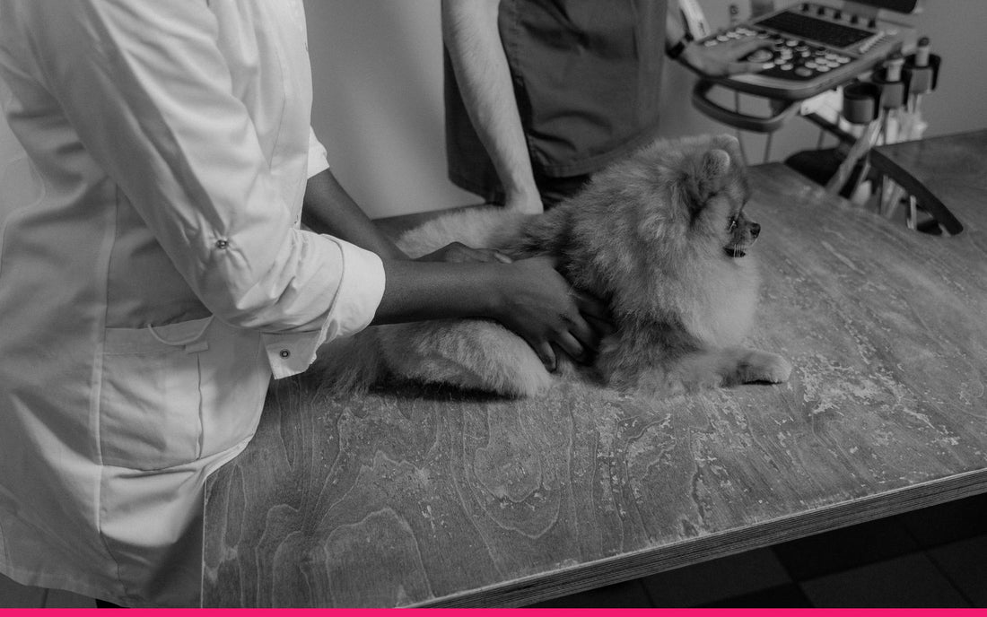 How Vets Can Get More Google Reviews