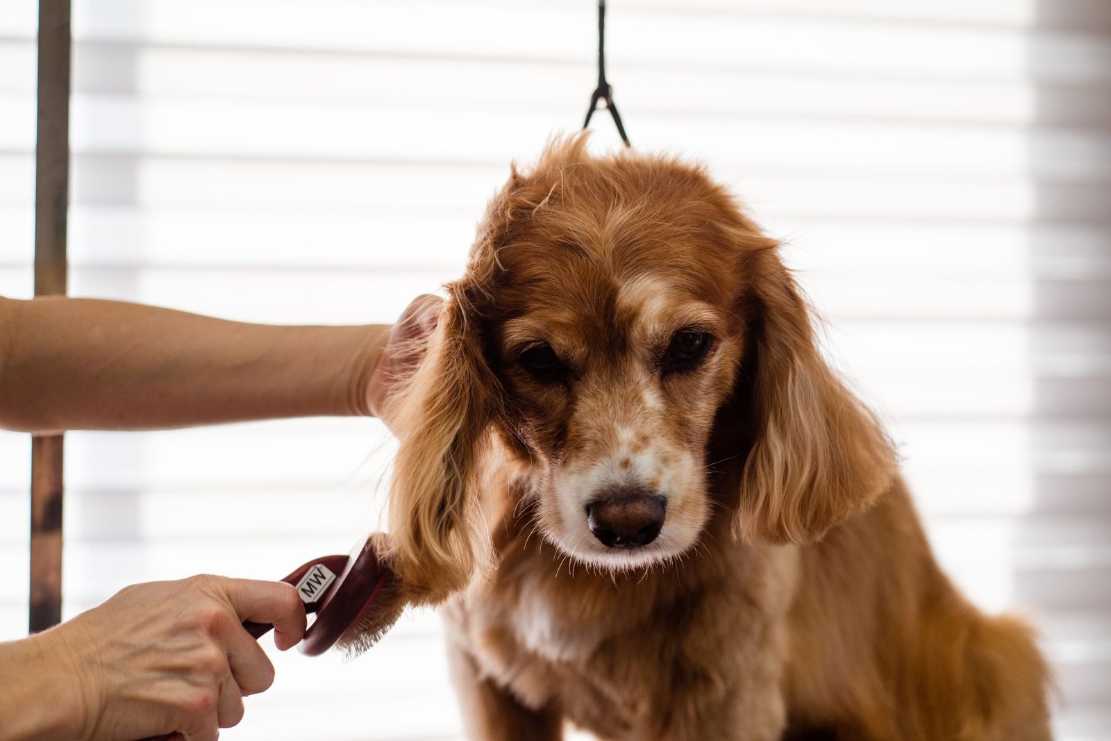 A cocker spaniel being groomed by a professional groomer