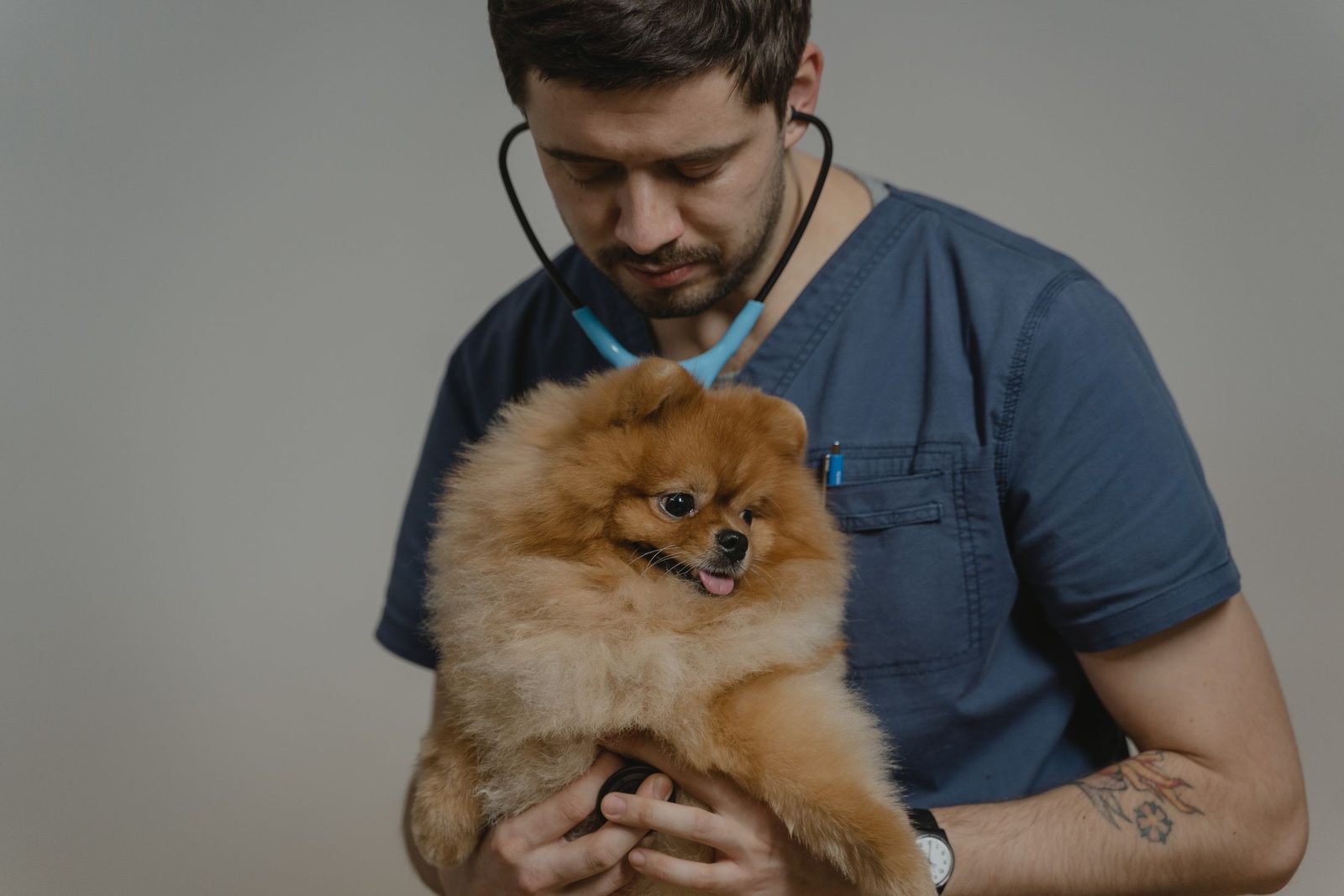 A vet examining a small dog during a check-up